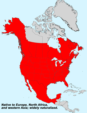 North America species range map for Spiny Sowthistle, Sonchus asper: Click image for full size map: